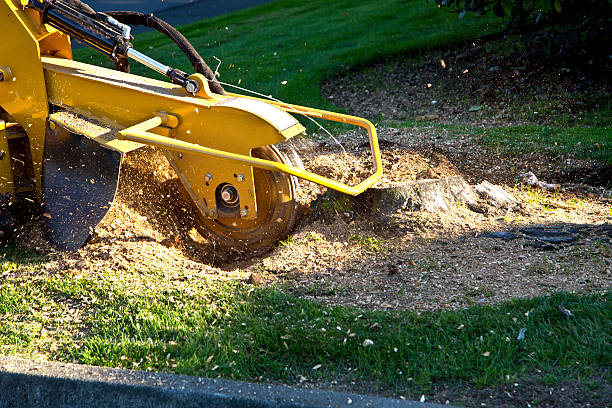 Tree Root Removal in Richmond, KY